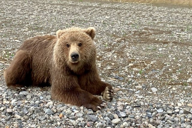 В Костроме напугавший горожан медведь оказался молодой медведицей