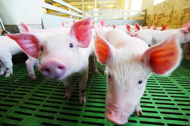 Очаг африканской чумы свиней выявили на свалке в Курской области