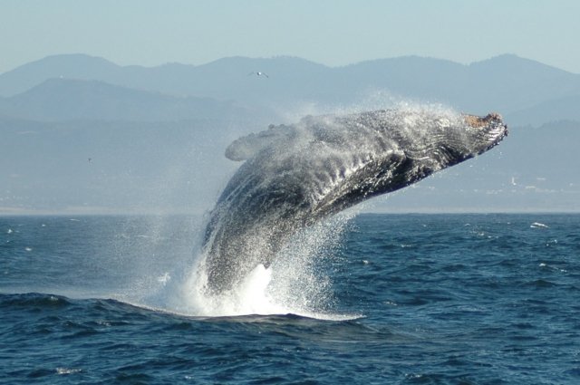 У берегов США взорвался кит