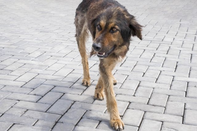 Стая бездомных собак напала на мужчину в Санкт-Петербурге
