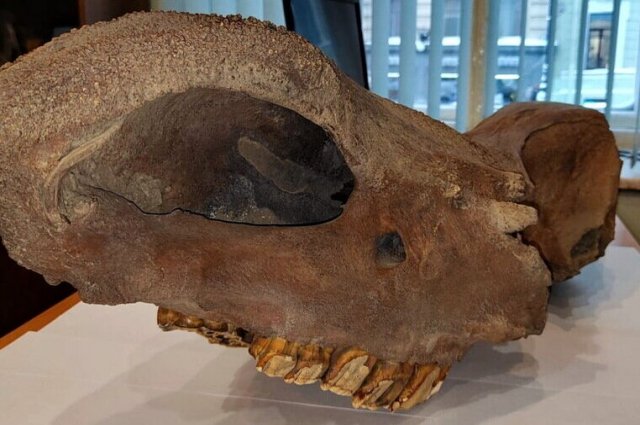 Российские таможенники нашли череп древнего носорога при проверке почты