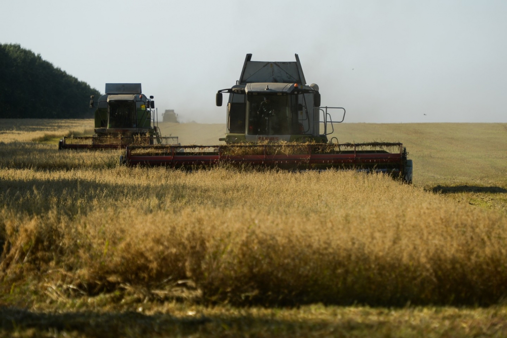 Медведев заявил, что урожай зерна в России достиг 117 миллионов тонн